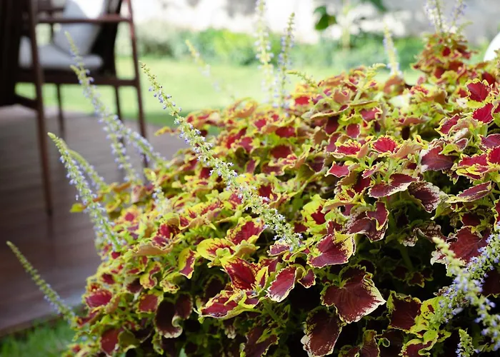 Dimora Botanica Πανσιόν