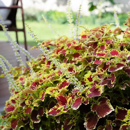 Dimora Botanica Gasthof